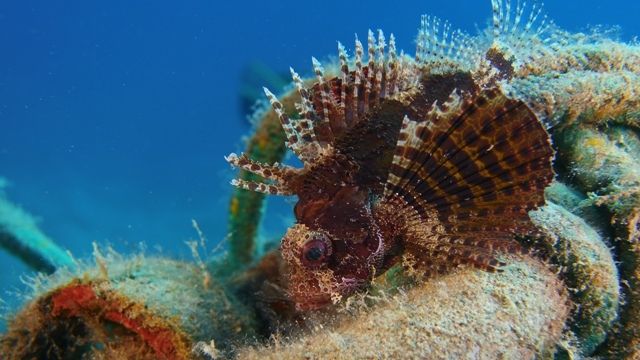 Red Sea Fish Familien Einführung